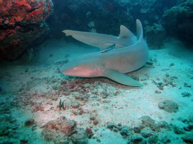 Diving with sharks