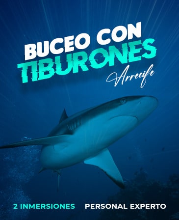 buceo-con-tiburones