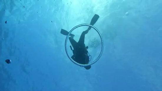 Buceo entre tiburones