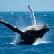 avistamiento-ballenas